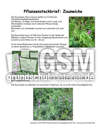 Steckbrief-Zaunwicke.pdf